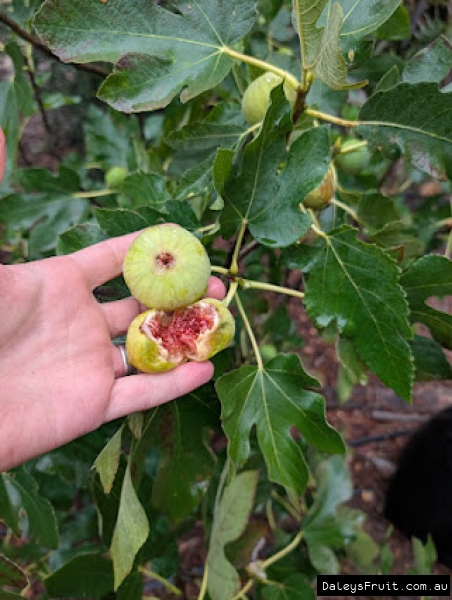 Torbruk Fig fruit held against leaf for ID