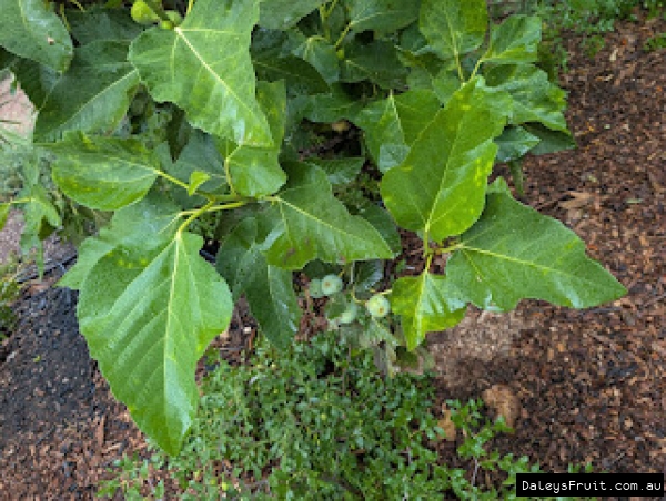 Peter Goode Fig leaf for ID