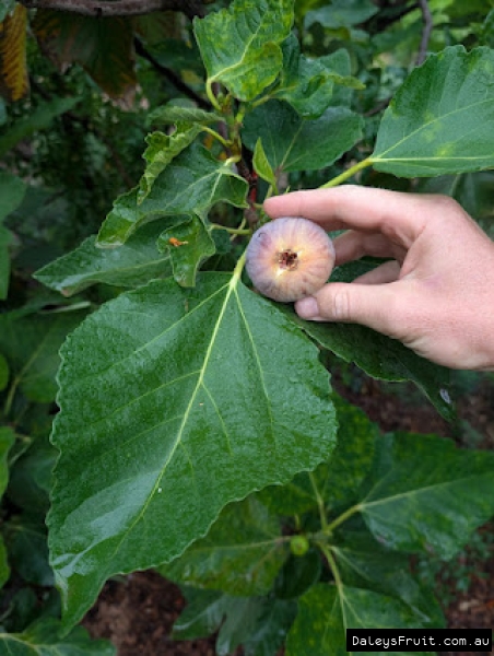 Peter Goode Fig fruit held against leaf for ID