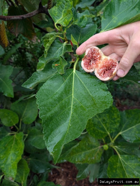 Peter Goode  Fig fruit held open against leaf for ID