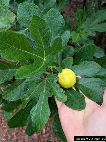 Archipal Fig fruit held against leaf for ID