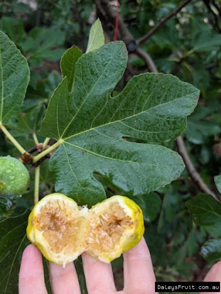 Archipal Fig fruit held against leaf for ID