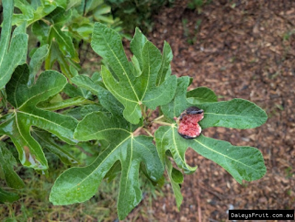 Black Sicilian Fig fruit held against leaf for ID