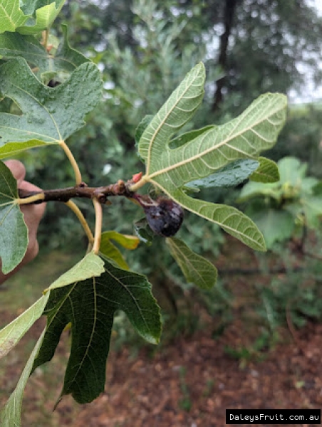 Black Sicilian Fig fruit developing on branch
