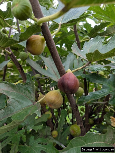 Seed Savers Fig fruit developing on branch