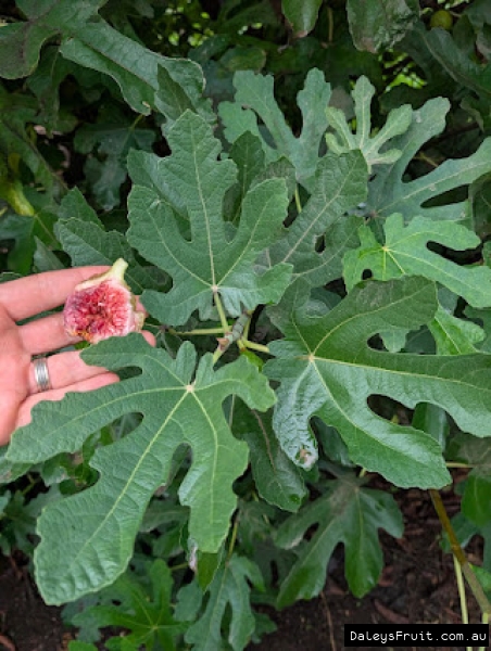 Seed Savers Fig fruit held against leaf for ID