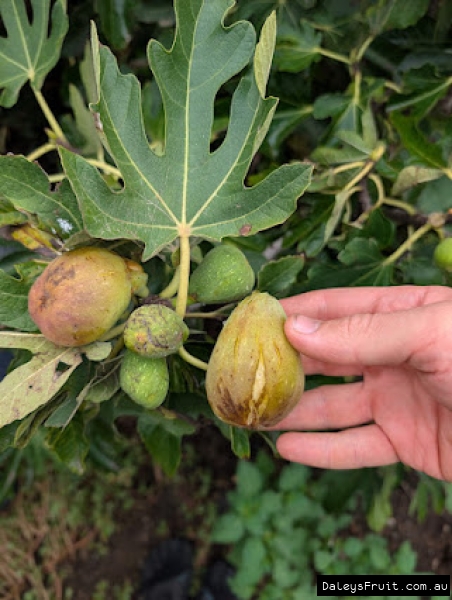 Shomberg Fig fruit held against leaf for ID