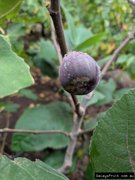 Red Conadria Fig fruit developing on branch
