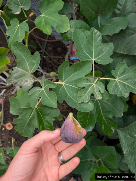 Red Conadria Fig fruit held against leaf for ID