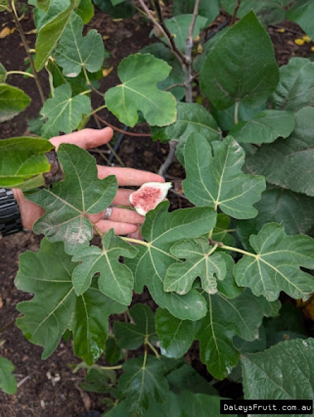 Black Turkey Fig fruit held against leaf for ID