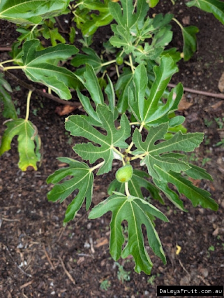 Black Turkey Fig fruit developing on branch