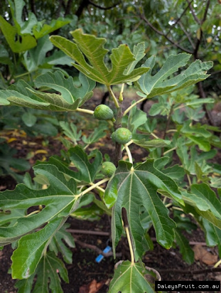 Black Turkey Fig fruit developing on branch