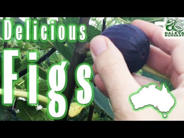 Delicious Figs grown in Australia