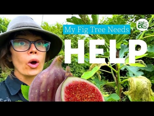 YouTube: How to deal with Fig Leaf Beetles