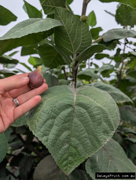 Himalayan Fig fruit held against leaf for ID