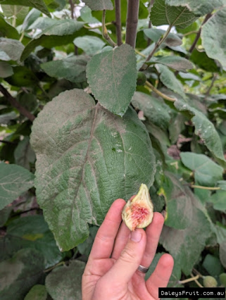 Himalayan Fig fruit held against leaf for ID