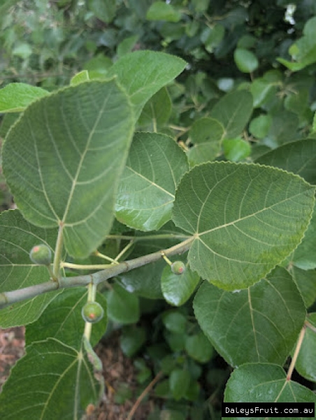 Himalayan Fig fruit developing on branch