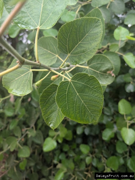 Himalayan Fig fruit developing on branch