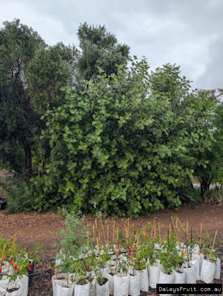 Bushy Himalayan Fig growing vigoroursly in SA