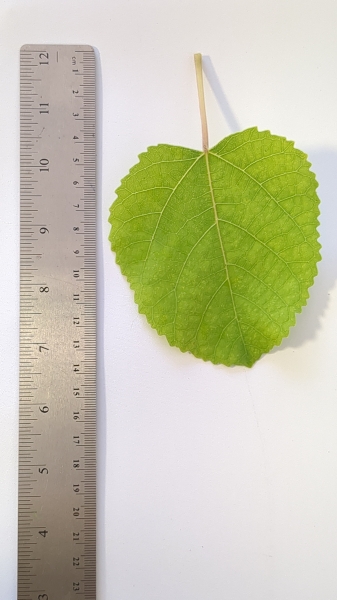 Leaf of the Fig - Bedu