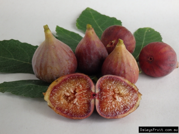 Buy Fig Brown Turkey Fruit Trees In Australia Ficus Carica 5670