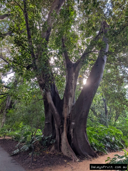 Old Moreton bay fig tree in fig avenue in Adelaide Botanic Gardens