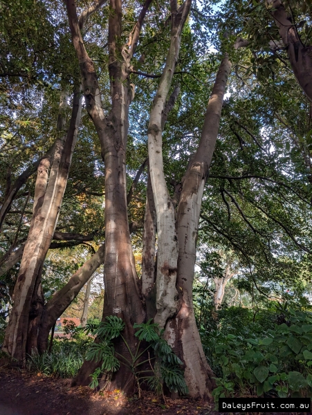 Old Moreton bay fig tree in fig avenue in Adelaide Botanic Gardens
