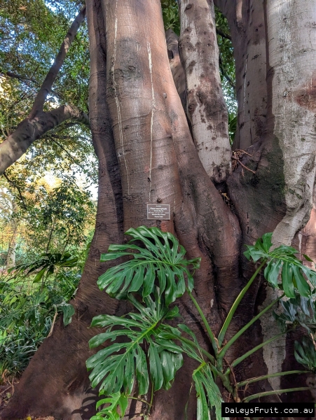 Old Moreton bay fig tree in fig avenue in Adelaide Botanic Gardens