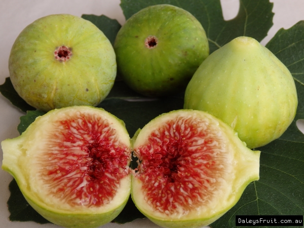 Buy Fig Green Picone Tree - Ficus carica