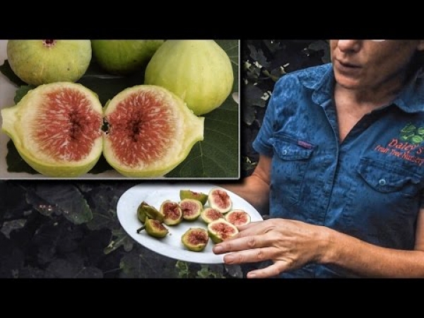Picone Green Fig picking before the rain