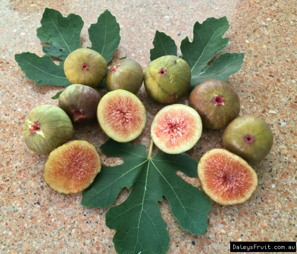 Fig - Prestons prolific