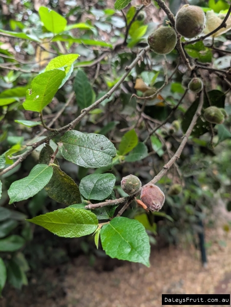 Fruit at different stages of ripeness on the sanpaper fig branches