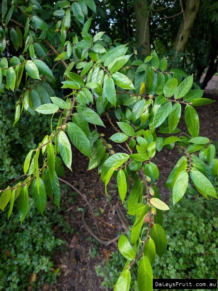 Sandpaper fig thriving in Adelaide Botanic Gardens