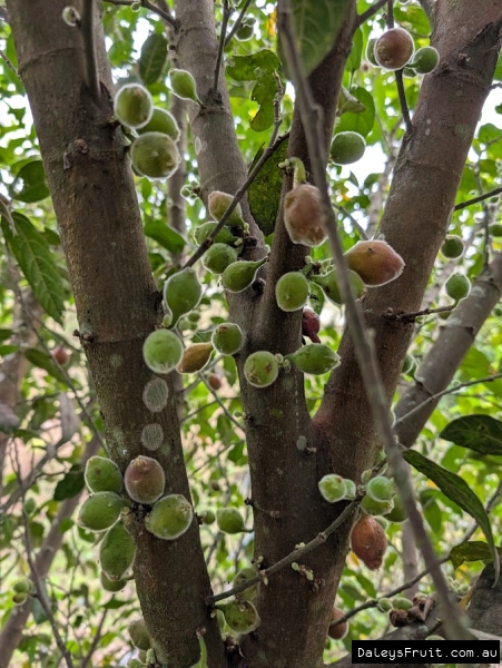 Cauliflorous fruiting on Sandpaper figs