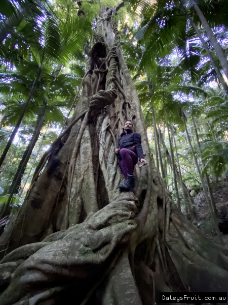 rainforest strangler fig