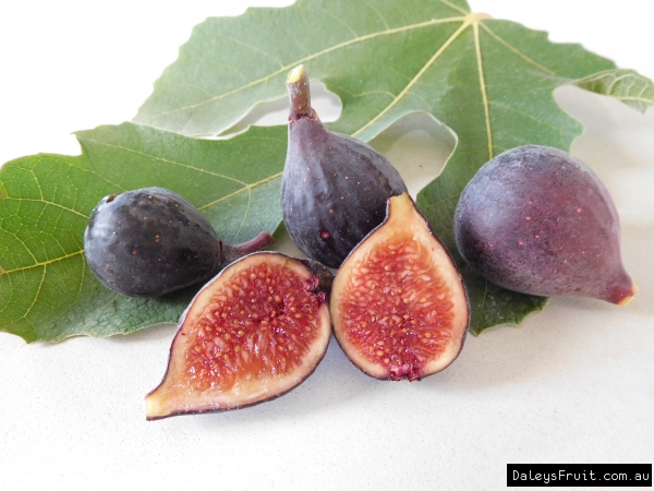 Fig Violette De Bordeaux