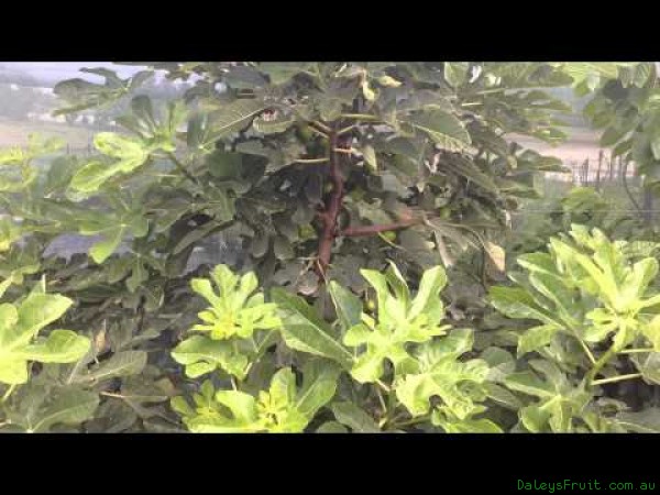 Espalier Grown fruiting figs