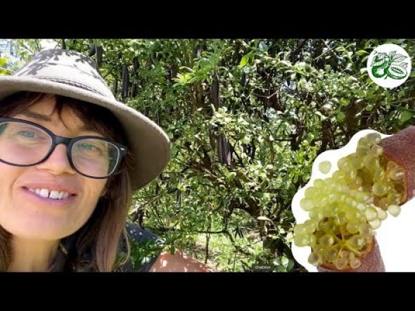 YouTube All about the grafted alstonville finger lime citrus trees