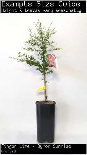 Finger Lime - Byron Sunrise For Sale