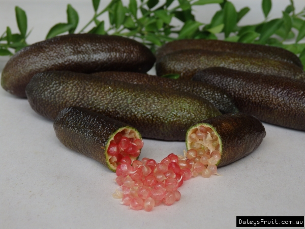 Fingerlime - Jali Red