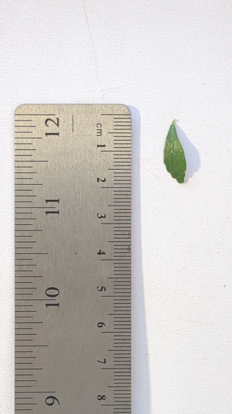 Leaf of the Finger Lime - Rosebank Purple