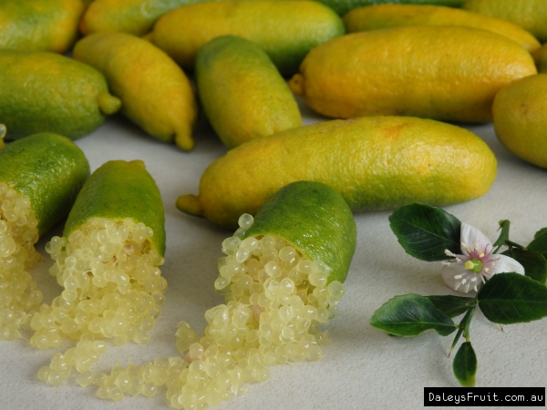 Fingerlime Sunshine Yellow close up