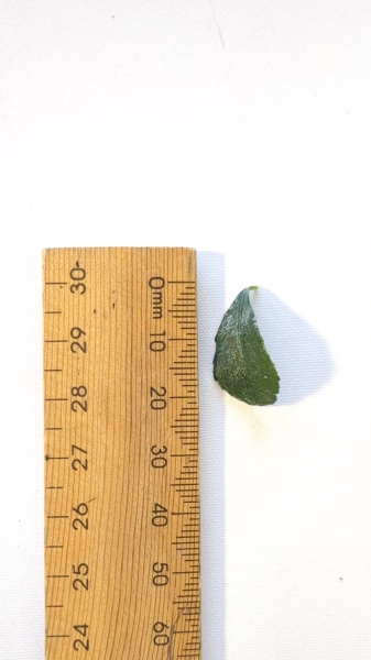 Leaf of the Finger Lime - Yellow