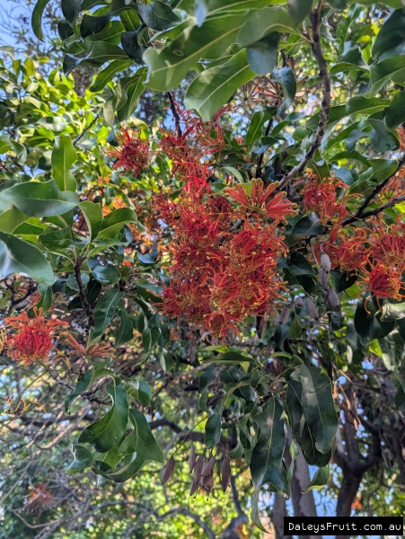 Vibrant red amidst green Friewheel leaves during Adelaide's Winter