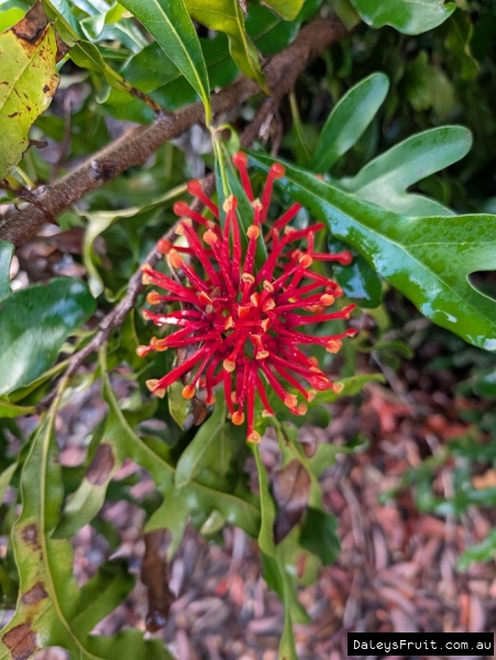 Firewheel flowers in Adelaide Botanic Gardens