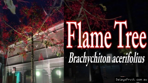 Flame Tree Grafted in Brisbane Southbank