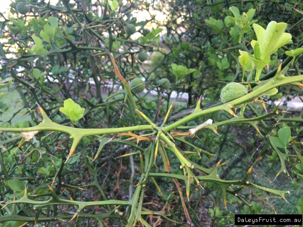 Shows the spikes of the flying dragon rootstock