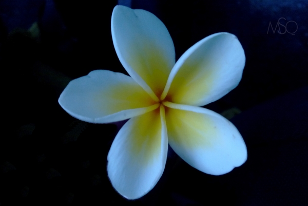 Frangipani Flower White and Yellow