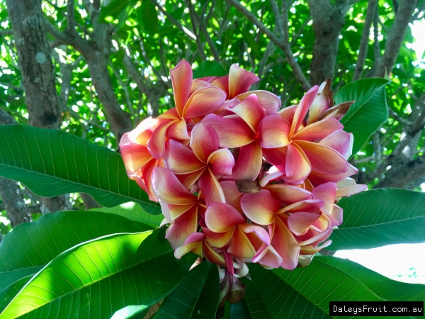 Tricolour Frangipani at Kyogle