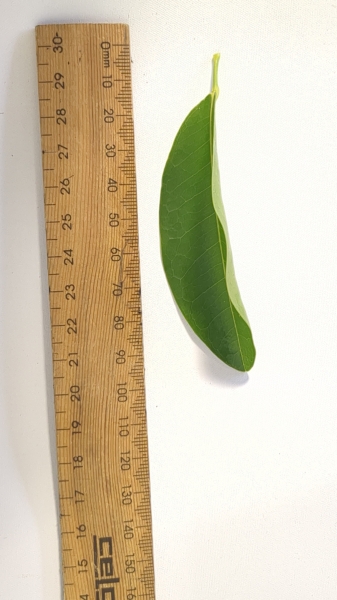 Leaf of the Fraser Island Apple
